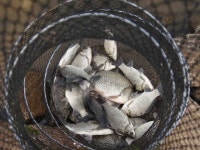 조황조행기 > 특파원조황 > 서산소류지 죽림지 태안소류지 B지구조황 조황조행기 > 특파원조황 > 서산소류지  죽림지 태안소류지 B지구조황