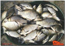 조황/조행기 > 특파원조황 > [경산 에치지]씨알과 마리수 만끽