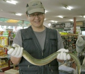 조황조행기 > 특파원조황 > 대물장어 모습과 하천낚시터 소식...