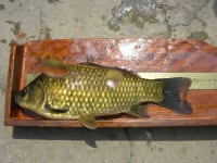 조황조행기 > 특파원조황 > [청도천] 34.5cm 월척외 2수