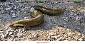 조황/조행기 > 특파원조황 > 늘푸른 키로 장어..제일 월척 조황..