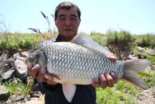 조황조행기 > 특파원조황 > 천수만[부남호]7월3일 43cm 혹부리42cm외 마릿수조황