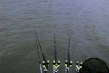 조황조행기 > 특파원조황 > [평택호] 오늘 조황