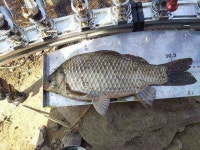 조황/조행기 > 스마트조황 > 창평지 덜커덩했습니다^^