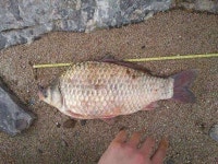 조황조행기 > 모바일간편조행 > 안면도(부남호) 조황 정보 2탄!!