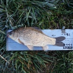 조황조행기 > 모바일간편조행 > 짬낚시,,,