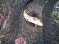 조황조행기 > 모바일간편조행 > 경동새못