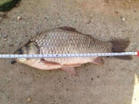 조황조행기 > 모바일간편조행 > 고흥봉암수로.