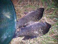 조황/조행기 > 스마트조황 > 송림지 턱걸이