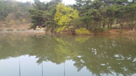 조황조행기 > 모바일간편조행 > 청도 정곡지