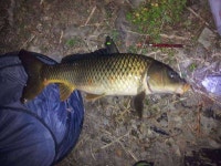 조황/조행기 > 스마트조황 > 일급수 맞나요??