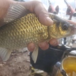 조황/조행기 > 모바일간편조행 > 음성 소류지 에서..