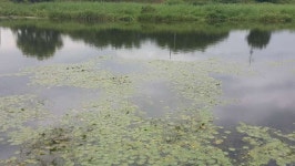 조황조행기 > 모바일간편조행 > 경산 오목천