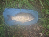 조황/조행기 > 회원 조황 > 포항 안심지에서 ^^^