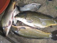 조황/조행기 > 회원 조황 > 다시찻은 영천금호강..