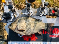 조황/조행기 > 회원 조황 > 평택호 ? 백석포리 조황