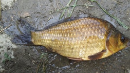 조황/조행기 > 회원 조황 > 이곳저곳 다녀 봅니다