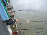 유료터정보 > 유료터 홍보 > [제13회]경북 청도 용강지 낚시대회 및 이벤트 결과 (11월6일:일요일)