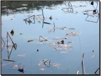 조황/조행기 > 작품 조행기 > 별빛사랑의 화보조행기 -내가 아는 한가지........