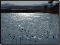 조황/조행기 > 작품 조행기 > 별빛사랑의 화보조행기 -내가 아는 한가지........