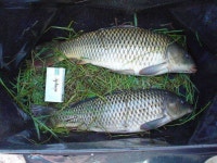 조황조행기 > 특파원조황 > 영천권 조황..