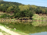 달골낚시터 - 경북 성주군 달골낚시터 - 경북 성주군 