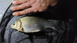 커뮤니티 > 자유게시판 > 웅천천 옆 수로