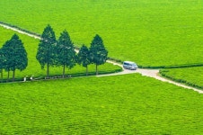 커뮤니티 > 포토갤러리 > 보성 다원