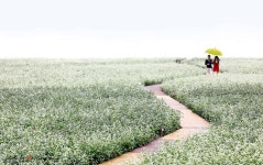 커뮤니티 > 포토갤러리 > 메밀꽃 필 부렵의 풍경(봉평)