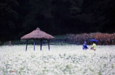 커뮤니티 > 포토갤러리 > 메밀꽃 필 부렵의 풍경(봉평)