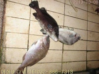 유료터정보 > 유료터점주조황 > 10월8일 어심 행사소식. 조황사진