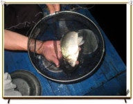 유료터정보 > 유료터점주조황 > 아산 산들낚시터 8월7일 조황 스케치 올립니다.