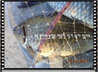 유료터정보 > 유료터점주조황 > 도심속의 작은 쉼터! 화성 관리 낚시터입니다.