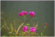 유료터정보 > 유료터점주조황 > 토종 41.6센티의 덩어리 등장...