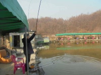 유료터정보 > 유료터점주조황 > 삼방낙시터 주말 조황정보 및 방류입니다