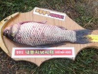 유료터정보 > 유료터점주조황 > 토종붕어 내동지 대물 행진