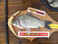 유료터정보 > 유료터점주조황 > 토종붕어 내동지 대물 행진