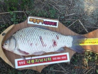 유료터정보 > 유료터점주조황 > 토종대물터 내동지 4짜 행진