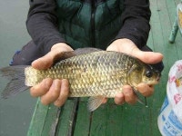 유료터정보 > 유료터점주조황 > ♣ 즐거운 휴일 붕어 대박♣