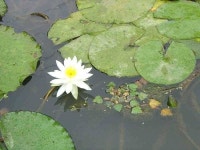 유료터정보 > 유료터점주조황 > 연밭에 붕어들......