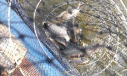 유료터정보 > 유료터점주조황 > [4월 8일] 봄바람 휘날리며~