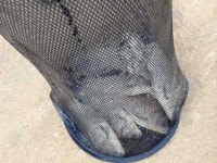 유료터정보 > 유료터점주조황 > 요룡지 행복낚시터 4월18일 조황입니다.