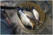 유료터정보 > 유료터점주조황 > 이 조그만 소류지에서...