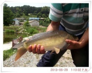 유료터정보 > 유료터점주조황 > 충남 아산 월선낚시터 6월 29일 조황정보