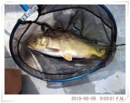 유료터정보 > 유료터점주조황 > 충남 아산 월선낚시터 6월 29일 조황정보