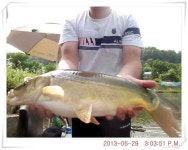 유료터정보 > 유료터점주조황 > 충남 아산 월선낚시터 6월 29일 조황정보