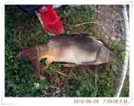 유료터정보 > 유료터점주조황 > 충남 아산 월선낚시터 6월 29일 조황정보