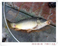 유료터정보 > 유료터점주조황 > 충남 아산 월선낚시터 6월 29일 조황정보