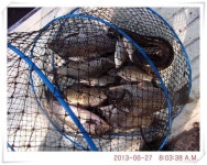 유료터정보 > 유료터점주조황 > 충남 아산 월선낚시터 6월 26일 조황정보