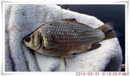 유료터정보 > 유료터점주조황 > 충남 아산 월선낚시터 3월 31일자 조황정보